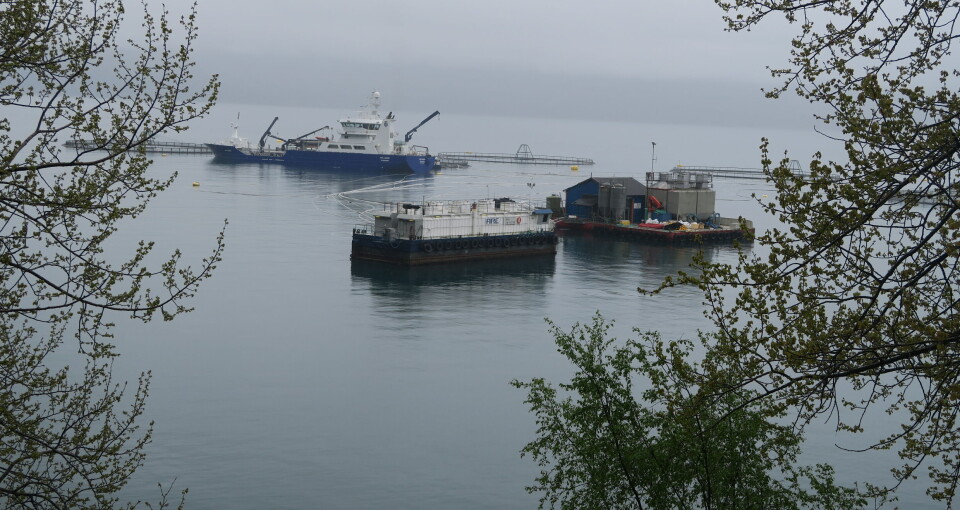 Skeptisk til enorm økning i laksevolum