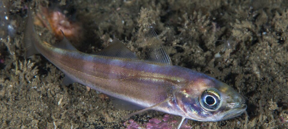 Nok et år med nullfiske for øyepål