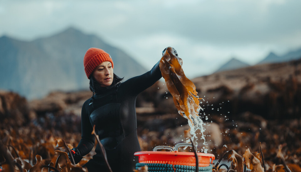 SATSER PÅ SJØGRESS. Lofoten Seaweed Company vil gjøre havets grønnsaker mer tilgjengelige og attraktive både for profesjonelle kokker og i de tusen hjem. Nå mottar de 500 000 kroner fra DOGA.
