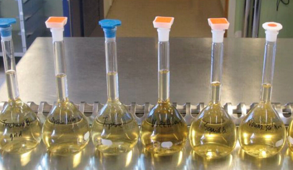 Pelagisk fisk kan bli råstoff til fermentert fiskesaus