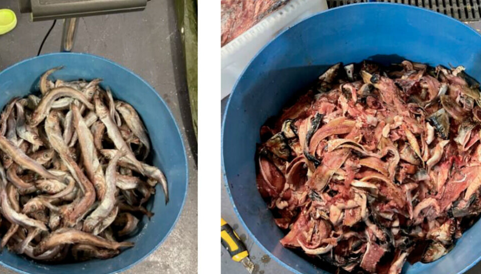 Råstoff - kolmule til venstre, sildeavskjær til høyre.