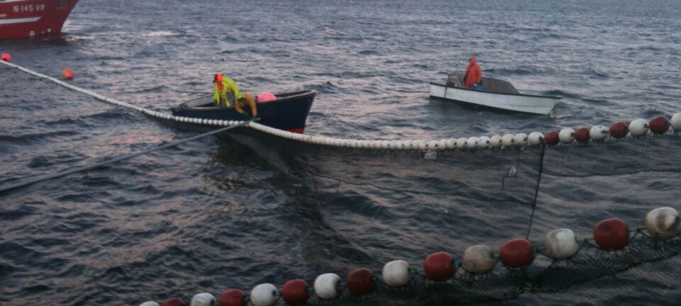 Større fartøy bør få fiske sild innenfor fjordlinjene