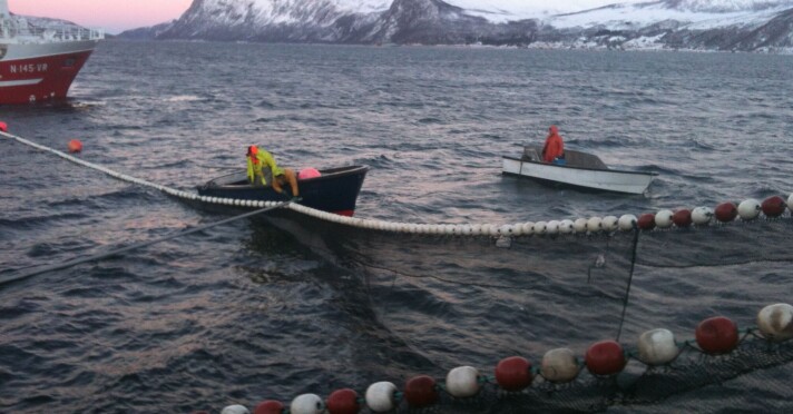 Større fartøy bør få fiske sild innenfor fjordlinjene
