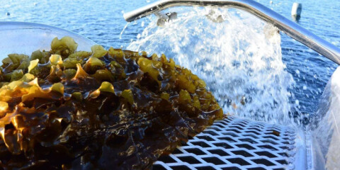 Samlet Skandinavia for å diskutere hav, miljø og fiskeri