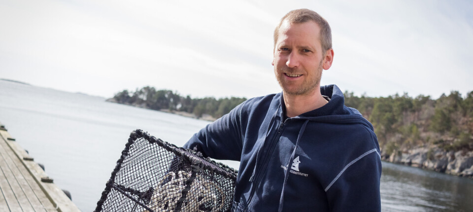 Hummerfiske Rogn Alt du trenger å vite om hummerfiske i Norge: Regler og ...