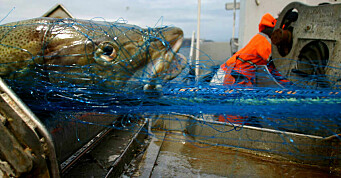 Økokrim mener fiskerikriminalitet truer den norske velferdsstaten