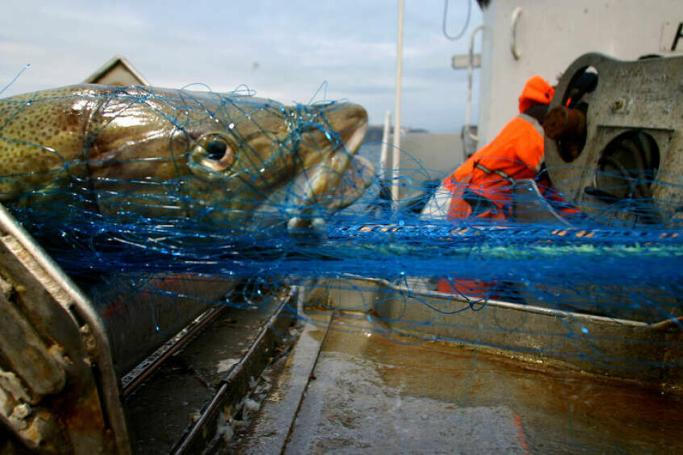 TAR GREP: – Å forebygge og bekjempe fiskerikriminalitet er en prioritet for regjeringen. Vi vurderer flere tiltak for å beskytte de viktige ressursene i havet og alle aktørene som driver lovlig, sier fiskeri- og havminister Bjørnar Skjæran (Ap) til VG. Bilde for illustrasjon. (Foto: Rune Kr. Ellingsen) TAR GREP: – Å forebygge og bekjempe fiskerikriminalitet er en prioritet for regjeringen. Vi vurderer flere tiltak for å beskytte de viktige ressursene i havet og alle aktørene som driver lovlig, sier fiskeri- og havminister Bjørnar Skjæran (Ap) til VG. Bilde for illustrasjon. (Foto: Rune Kr. Ellingsen)
