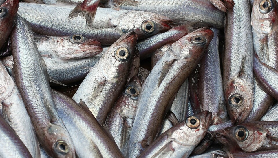 KVOTEBYTTER: De endelige kvotene for norske fiskere blir først klare til neste år, melder Fiskeridepartementet.