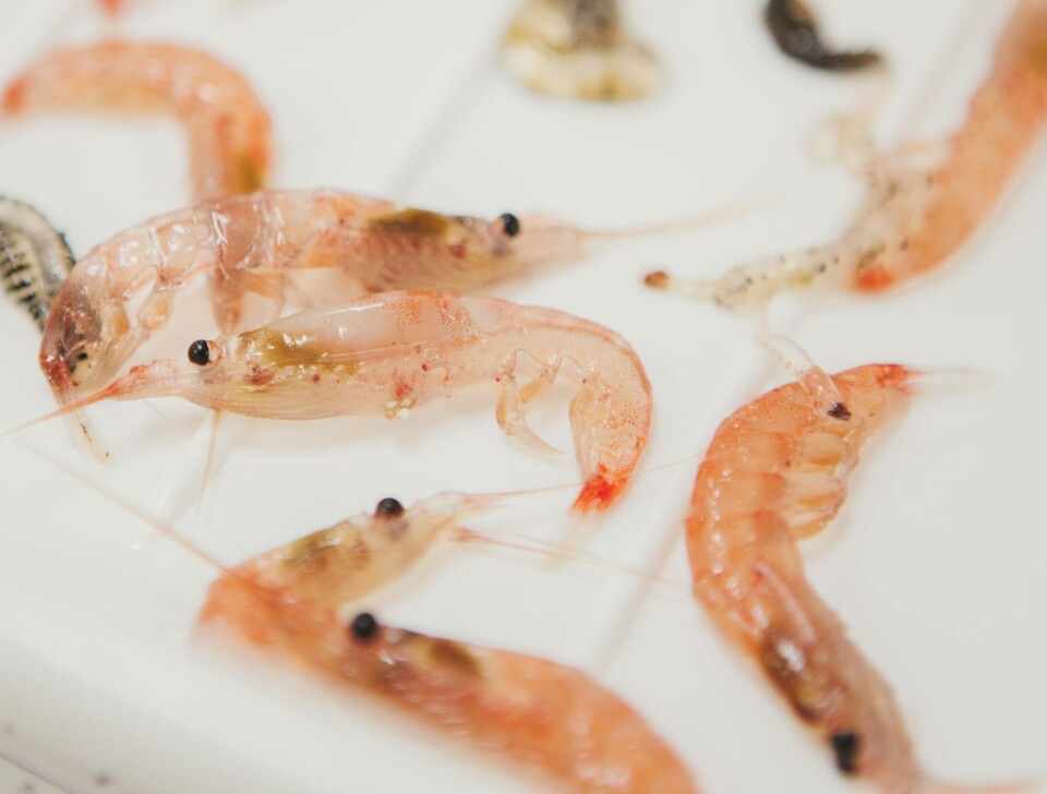Det er hele tiden søkelys på krillfiskeriet fra miljøorganisasjoner. Derfor er kåringen veldig godt nytt for Aker Biomarine. Foto: Oda Linnea Brekke Iden/Havforskningsinstituttet