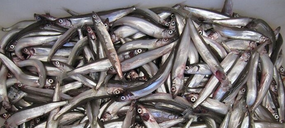 Loddefisket ved Island er over for i år - laster båtene med kolmule i vest