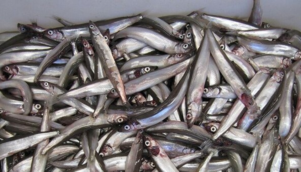 GODT FISKE: Fra feltet meldes det om store forekomster av kolmule, og fartøyene er kort tid på feltet for å laste opp, opplyser Sildesalgslaget. GODT FISKE: Fra feltet meldes det om store forekomster av kolmule, og fartøyene er kort tid på feltet for å laste opp, opplyser Sildesalgslaget.