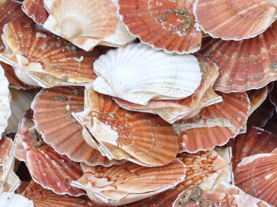 Det er også registrert latviere som driver med organisert fangsting av kamskjell ved et turistanlegg i Bud/Harøysund. Illustrasjonsfoto Terje Engø