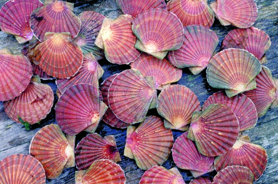 Det er sterk mistanke om at en latvisk liga driver organisert fangsting av store mengder kamskjell. Illustrasjonsfoto Stein Mortensen, Havforskningsinstituttet