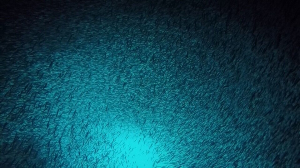 Mye av årets loddekvote blir neppe fisket av norske fartøy. Foto Maria Tenningen, Havforskningsinstituttet