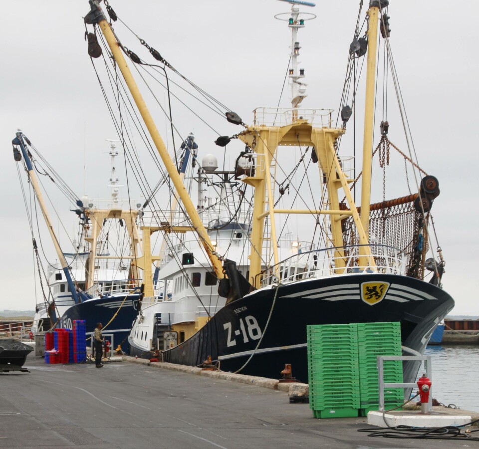 Belgiske bomtrålere losser fangst i transitt i Thyborøn. Foto Terje Engø