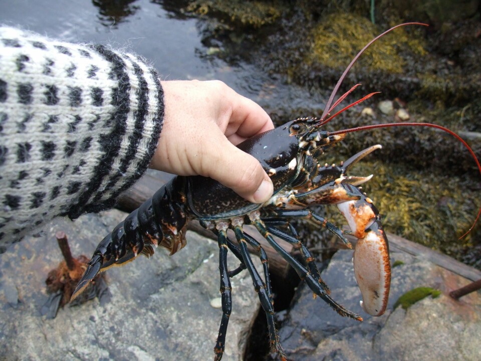 Fiskes det etter hummer eller krabbe? Politiet kritiserer Fiskeridirektoratet for mangelfulle anmeldelser av ulovlig fiske. Foto Terje Engø