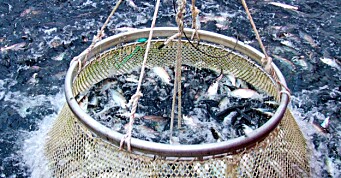 Verdiøkning for sild og makrell i mai