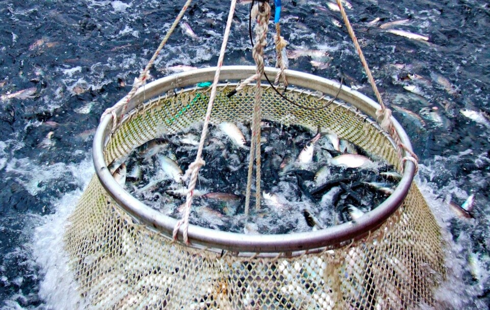GODT FISKE: – Mai er oppstartsmåned for nordsjøsildefisket, og i år har fisket vært godt. Vanligvis er juni hovedmåneden for dette fisket, men i år er 60 prosent av kvoten på 73 000 tonn tatt i mai, sier ansvarlig for pelagiske arter i Norges sjømatråd, Jan Eirik Johnsen. (Arkivfoto: Terje Engø)