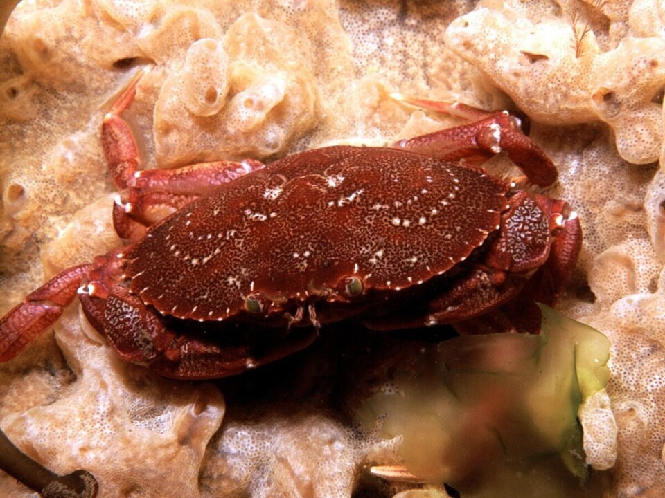 På kort tid har steinkrabben invadert 80 prosent av den islandske kystlinjen. Foto U.S. Geological Survey/Janet MacCausland, Wikimedia Commons