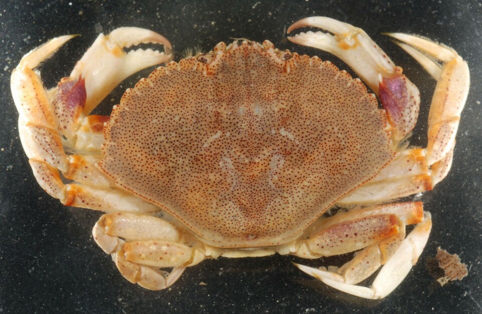 Steinkrabben er en dørstokkart. Foto Robert Aguilar, Smithsonian Environmental Research Center/Wikimedia Commons