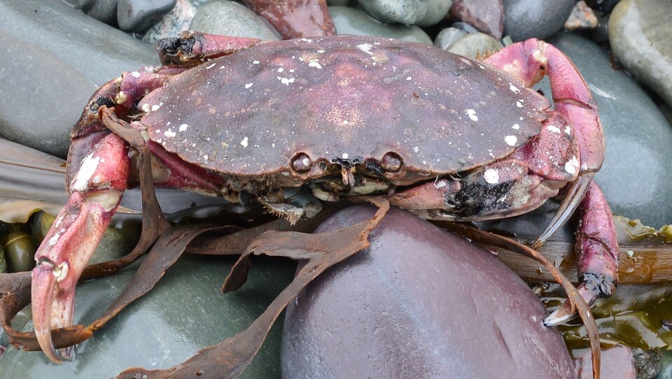 Få år har gått siden krabben invaderte Island. Når er den regnet som en dørstokkart for Norge. Foto Ryan Hodnett, Wikimedia Commons
