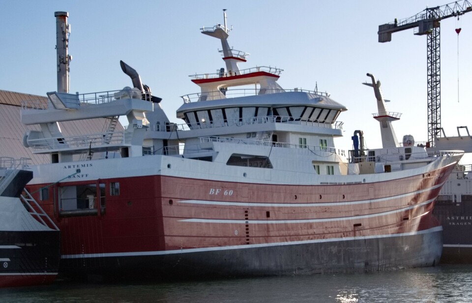 Skotske 'Artemis' har et mer tradisjonelt utseende. Foto Terje Engø Skotske 'Artemis' har et mer tradisjonelt utseende. Foto Terje Engø