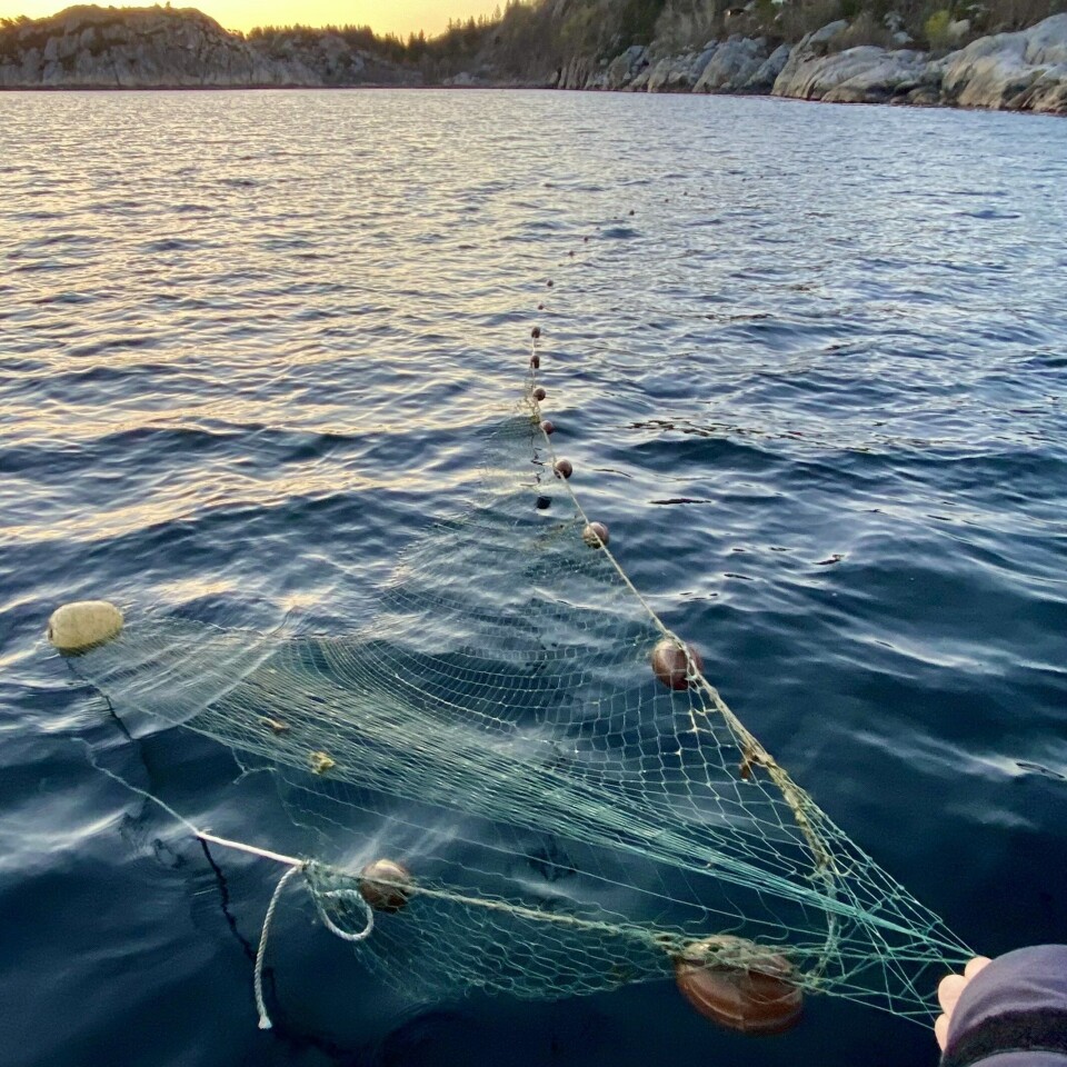 Fiske med settegarn etter laks og ørret er forbudt. Foto: Statens Naturoppsyn Fiske med settegarn etter laks og ørret er forbudt. Foto: Statens Naturoppsyn