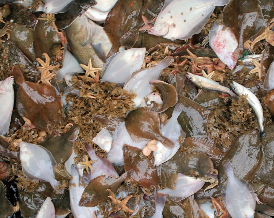 For de fleste fartøyer som tidligere har kunnet fiske rødspette med ti prosent bifangst av torsk, er grensen for mange fartøy nå helt nede i 2,5 prosent. Foto Terje Engø
