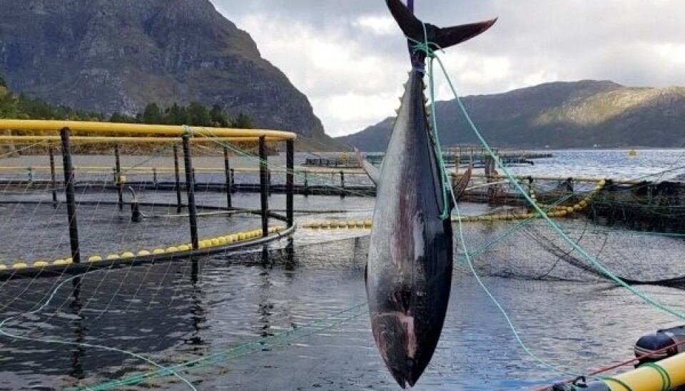 STØRRE KVOTE: Makrellstørje. Illustrasjonsbilde tatt i en annen sammenheng.