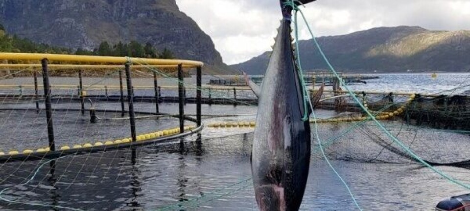 Øker kvota på makrellstørje for 2023