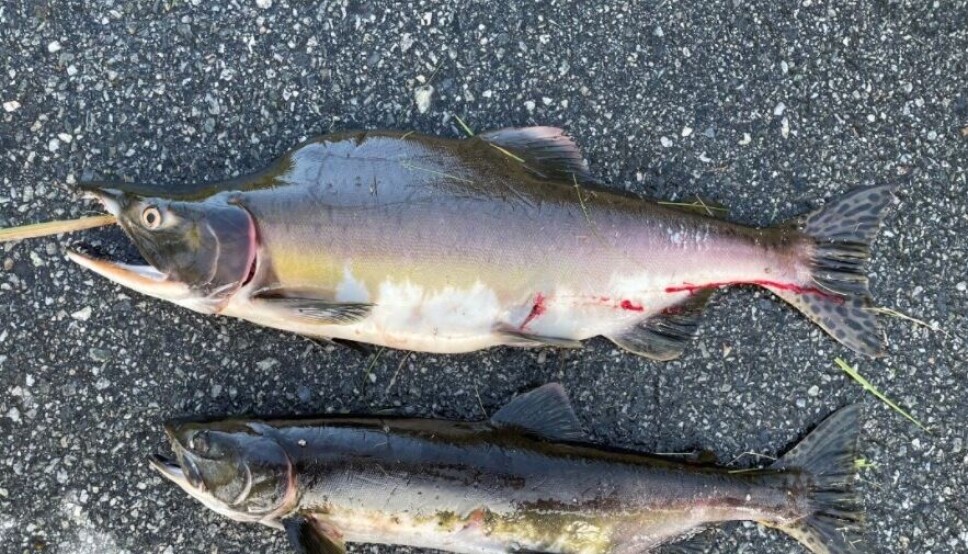 SE VIDEO: Med denne fella skal villaksen reddes fra pukkellaksen