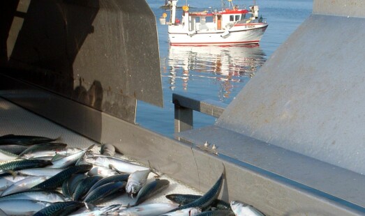 Åpner for makrellfiske innenfor fjordlinjene i Nordland
