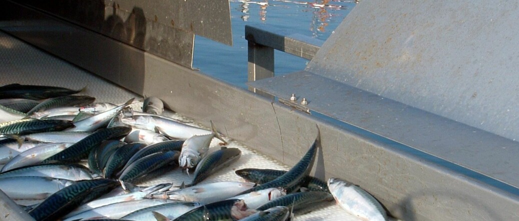 STOPPES: Makrellfisket for ikke-registrerte merkefartøy stoppes.