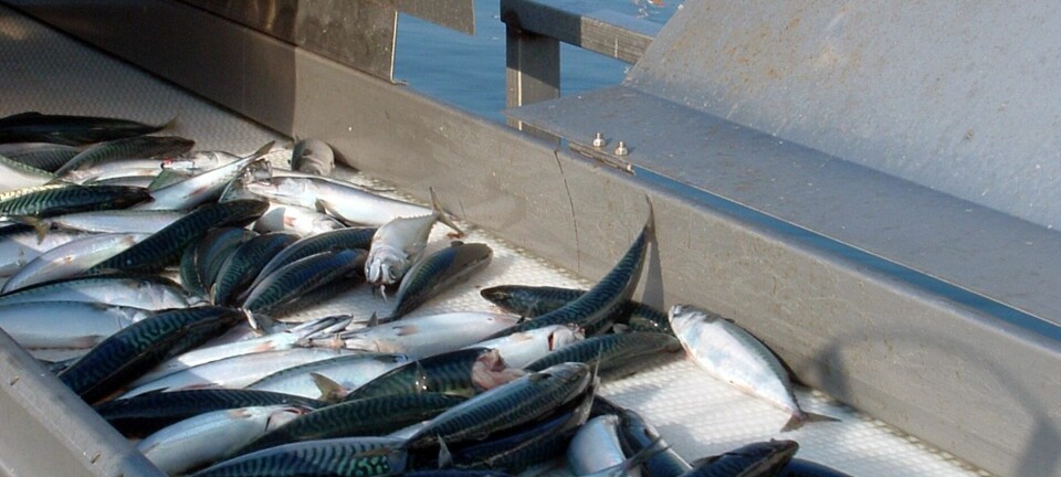 Godt sig i makrellfisket i forrige uke