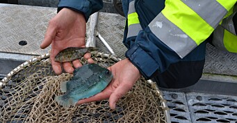 Intensiverer kontrollene av leppefisket denne uka
