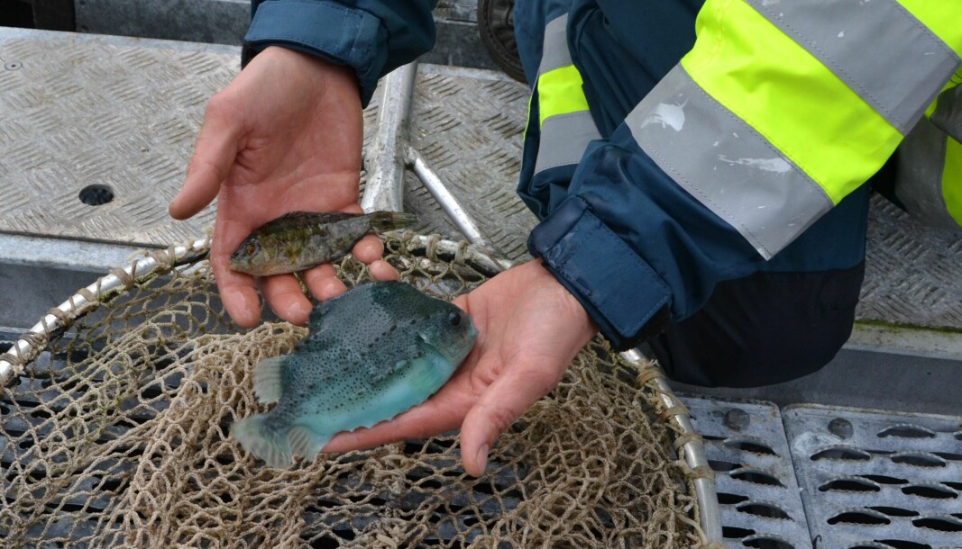 STRENGT: Fiskeridirektoratet bebuder flere kontroller av det pågående leppefisket denne uka. Fokusområder blir Møre og Trøndelag.