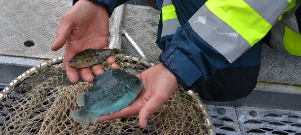 Intensiverer kontrollene av leppefisket denne uka