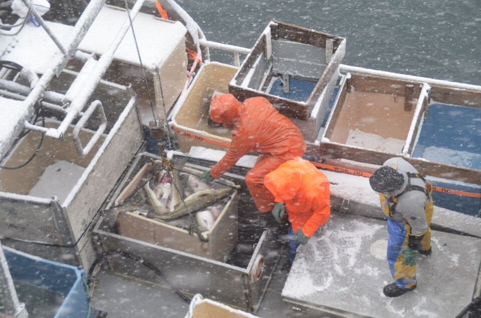 Flere kvinner har fiske som hovedyrke