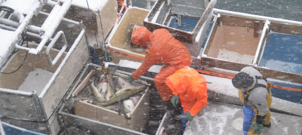 Flere kvinner har fiske som hovedyrke