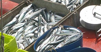 Makrellkvoten for 2022 endelig fastsatt: – Skuffende