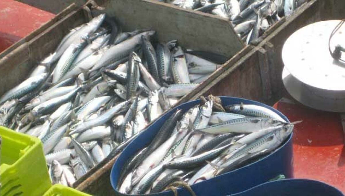 Middels uke for makrellen - håper på åta