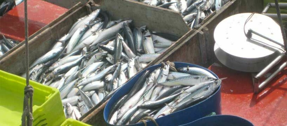 KVOTEN KLAR: Årets makrellkvote er klar. Til høsten fortsetter forhandlingene mellom kyststatene om de framtidige makrellkvotene. (Arkivfoto)