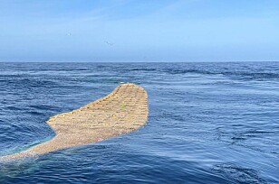 Nær halvering av totalkvoten