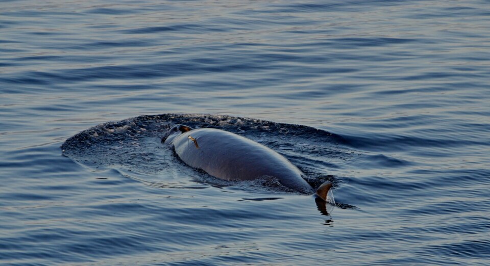 Denne vågehvalen er merket ved at et merke skytes fast i hvalen. Nå skal elektroder føres inn under skinnet på hvalene når de holdes fanget i merd.  Foto Kjell-Arne Fagerheim, Havforskningsinstituttet
