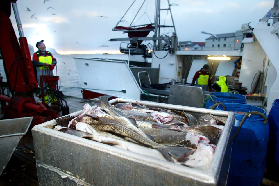 FISK ER GULL: I årets første fire måneder eksporterte Norge sjømat for 45,4 milliarder kroner. Det er en verdivekst på 25 prosent, eller 9,1 milliarder kroner, målt mot første tertial i fjor. Her er det garnbåten «Heløygutt» som leverer fangsten sin på Røst. (Foto: Rune Kr. Ellingsen) FISK ER GULL: I årets første fire måneder eksporterte Norge sjømat for 45,4 milliarder kroner. Det er en verdivekst på 25 prosent, eller 9,1 milliarder kroner, målt mot første tertial i fjor. Her er det garnbåten «Heløygutt» som leverer fangsten sin på Røst. (Foto: Rune Kr. Ellingsen)