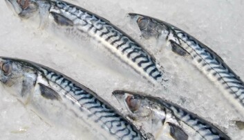 Makrellkvotene for inneværende år endelig klare: – Deler ut alt med en gang