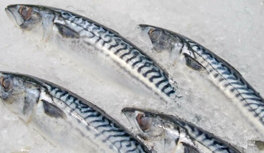 Makrellkvotene for inneværende år endelig klare: – Deler ut alt med en gang