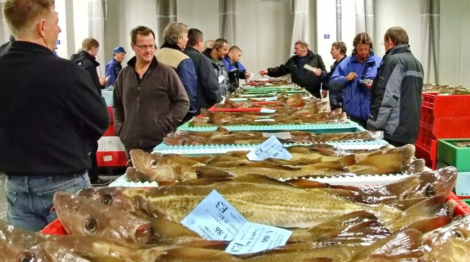 Avhengig av art, så fikk fiskere fra Surofi sitt område 20 til 60 prosent mer for fisken de omsatte på danske fiskeauksjoner. Foto Terje Engø
