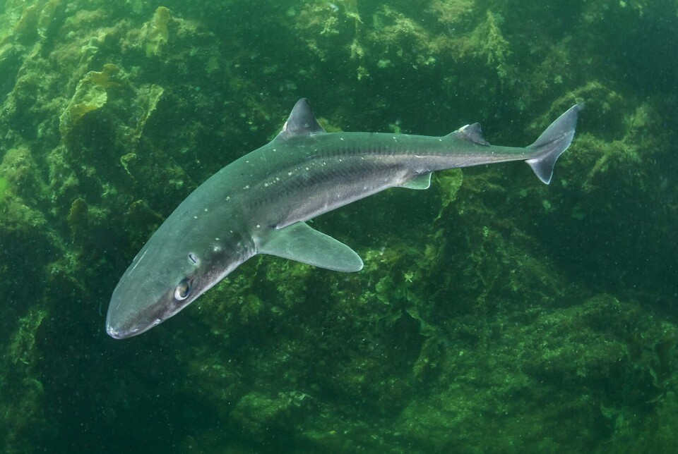 Havforskningsrådet tilrår auka pigghå-kvote. Foto: Erling Svensen/HI