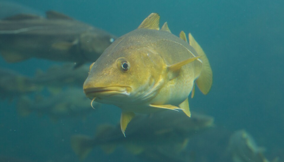 IKKE NOE Å SKJULE: Fiskebåt presiserer i brevet at fiskeflåten ikke har noe å skjule for kontrollmyndighetene, men at det er snakk om konkurransesensitive rapporteringsdata som deles offentlig, nesten i sanntid. IKKE NOE Å SKJULE: Fiskebåt presiserer i brevet at fiskeflåten ikke har noe å skjule for kontrollmyndighetene, men at det er snakk om konkurransesensitive rapporteringsdata som deles offentlig, nesten i sanntid.